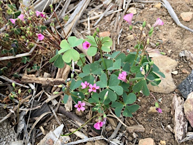 APII jpeg image of Oxalis articulata  © contact APII