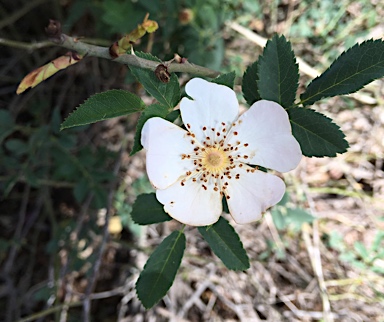 APII jpeg image of Rosa canina  © contact APII