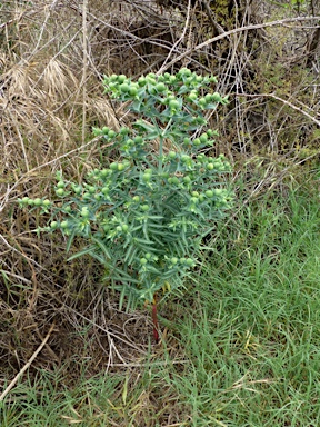 APII jpeg image of Euphorbia lathyris  © contact APII