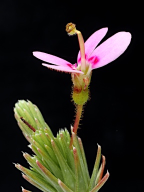 APII jpeg image of Stylidium repens  © contact APII