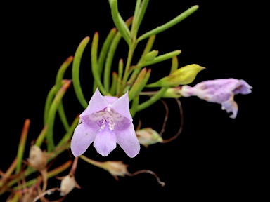 APII jpeg image of Eremophila ionantha  © contact APII