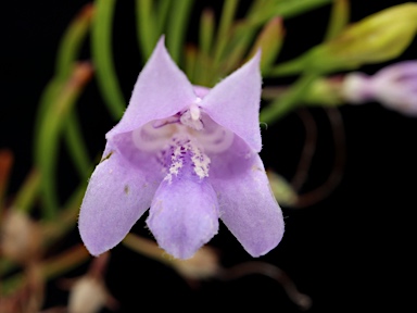 APII jpeg image of Eremophila ionantha  © contact APII