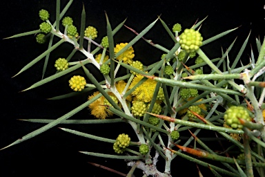 APII jpeg image of Acacia carneorum  © contact APII