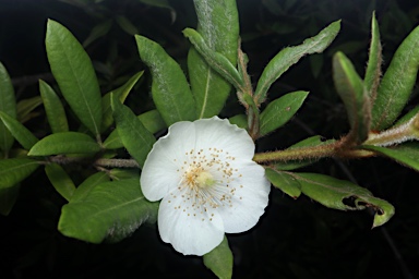 APII jpeg image of Eucryphia wilkiei  © contact APII