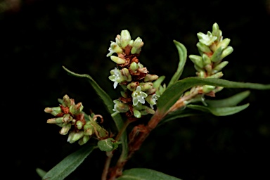 APII jpeg image of Persicaria prostrata  © contact APII