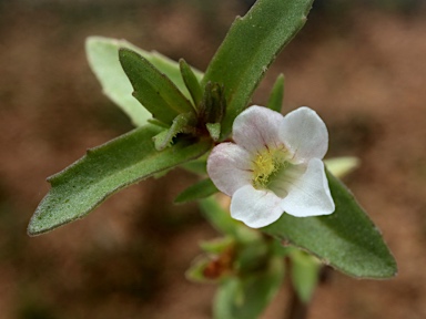 APII jpeg image of Gratiola pumilo  © contact APII