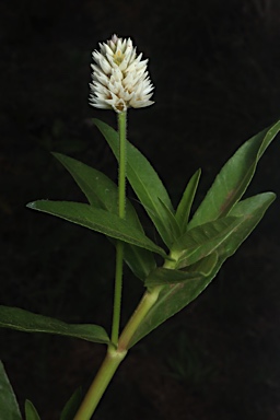 APII jpeg image of Alternanthera philoxeroides  © contact APII