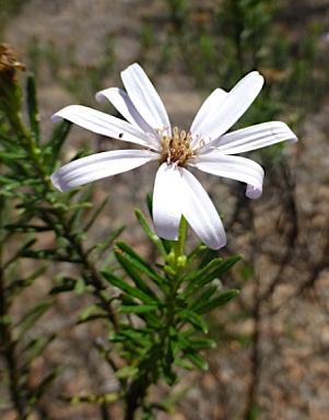 APII jpeg image of Olearia tenuifolia  © contact APII