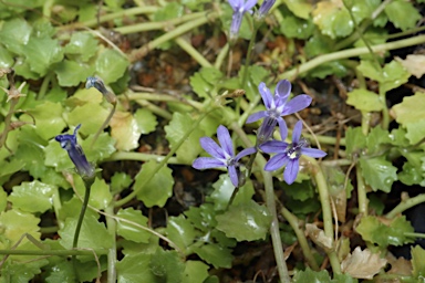 APII jpeg image of Lobelia arnhemiaca  © contact APII