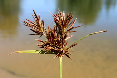 APII jpeg image of Cyperus congestus  © contact APII