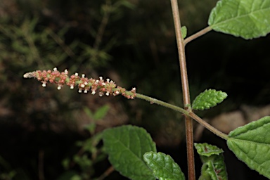 APII jpeg image of Acalypha capillipes  © contact APII