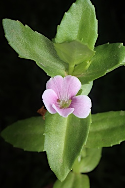 APII jpeg image of Gratiola peruviana  © contact APII