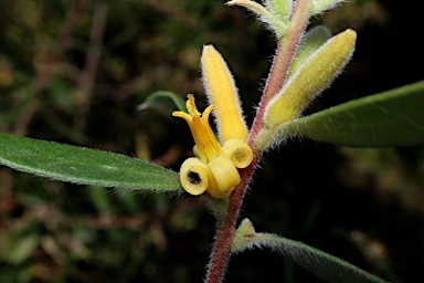 APII jpeg image of Persoonia lanceolata  © contact APII