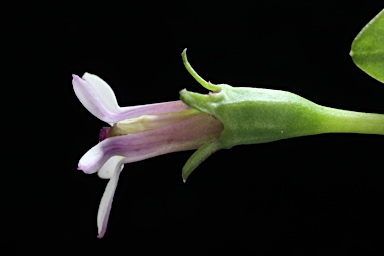 APII jpeg image of Lobelia purpurascens  © contact APII