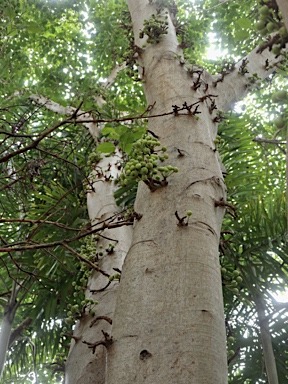 APII jpeg image of Ficus variegata  © contact APII