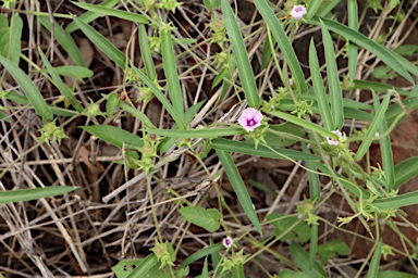 APII jpeg image of Ipomoea eriocarpa  © contact APII