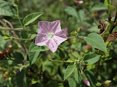 APII jpeg image of Jacquemontia paniculata  © contact APII