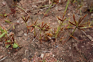 APII jpeg image of Cyperus castaneus  © contact APII