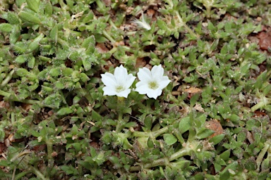 APII jpeg image of Dentella repens  © contact APII