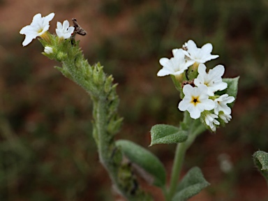 APII jpeg image of Heliotropium ovalifolium  © contact APII