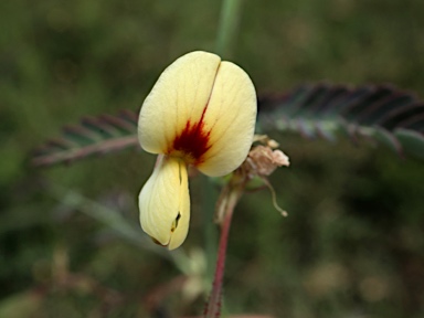 APII jpeg image of Aeschynomene indica  © contact APII