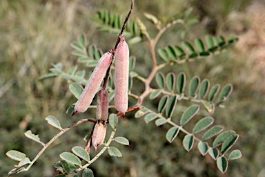 APII jpeg image of Indigofera queenslandica  © contact APII