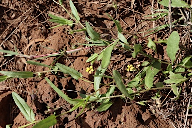 APII jpeg image of Goodenia byrnesii  © contact APII