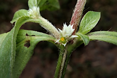 APII jpeg image of Alternanthera ficoidea  © contact APII