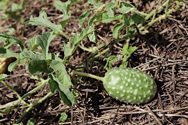 APII jpeg image of Cucumis anguria var. anguria  © contact APII