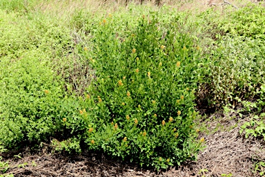 APII jpeg image of Crotalaria goreensis  © contact APII