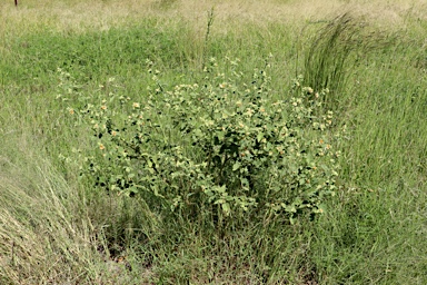 APII jpeg image of Sida cordifolia  © contact APII