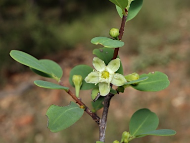 APII jpeg image of Erythroxylum australe  © contact APII