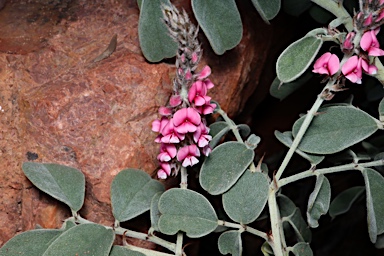 APII jpeg image of Indigofera basedowii  © contact APII