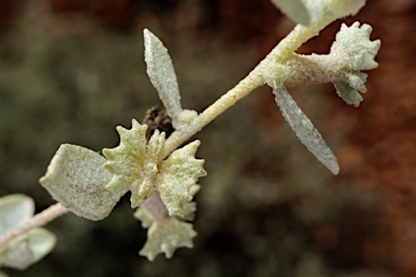 APII jpeg image of Atriplex limbata  © contact APII