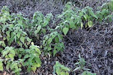 APII jpeg image of Plectranthus habrophyllus  © contact APII