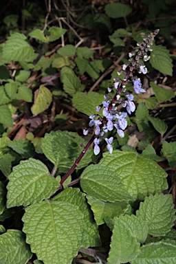 APII jpeg image of Plectranthus parviflorus  © contact APII