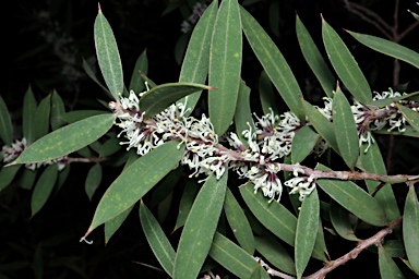 APII jpeg image of Hakea marginata  © contact APII