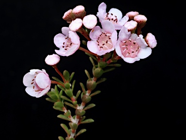 APII jpeg image of Thryptomene  © contact APII