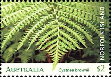 APII jpeg image of Cyathea brownii  © contact APII