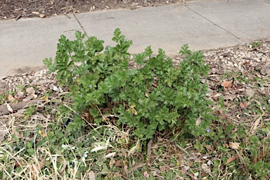 APII jpeg image of Erodium crinitum  © contact APII