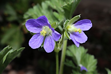 APII jpeg image of Erodium crinitum  © contact APII