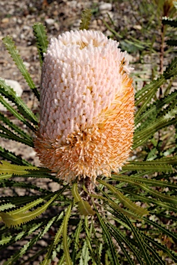 APII jpeg image of Banksia hookeriana  © contact APII