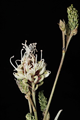 APII jpeg image of Grevillea endlicheriana  © contact APII