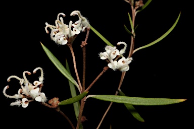 APII jpeg image of Grevillea umbellulata  © contact APII