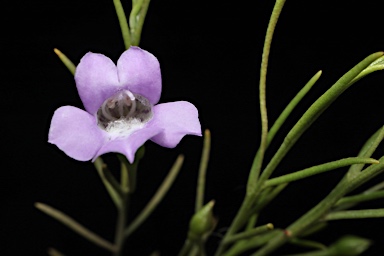 APII jpeg image of Eremophila drummondii  © contact APII