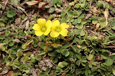 APII jpeg image of Oxalis exilis  © contact APII