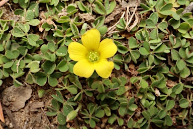 APII jpeg image of Oxalis exilis  © contact APII