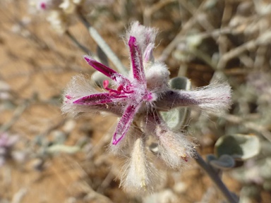 APII jpeg image of Ptilotus sessilifolius  © contact APII