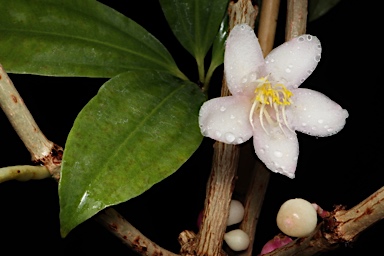 APII jpeg image of Medinilla balls-headleyi  © contact APII