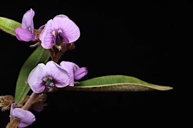 APII jpeg image of Hovea acutifolia  © contact APII